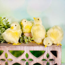 Load image into Gallery viewer, Spring Chicks
