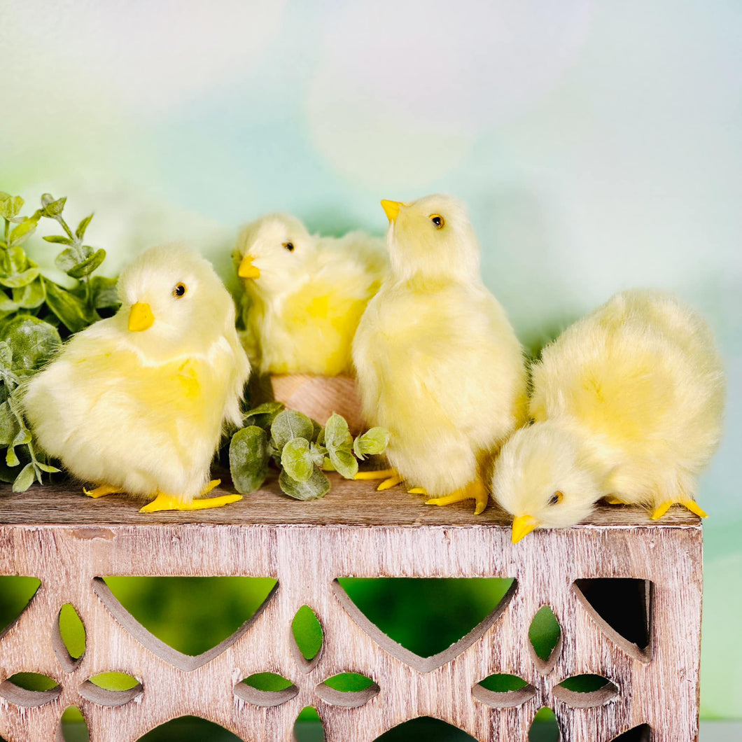 Spring Chicks