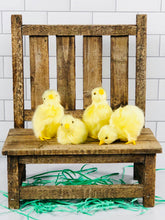 Load image into Gallery viewer, Spring Chicks
