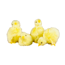 Load image into Gallery viewer, Spring Chicks
